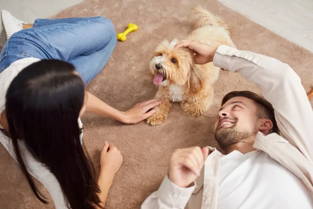 Pets